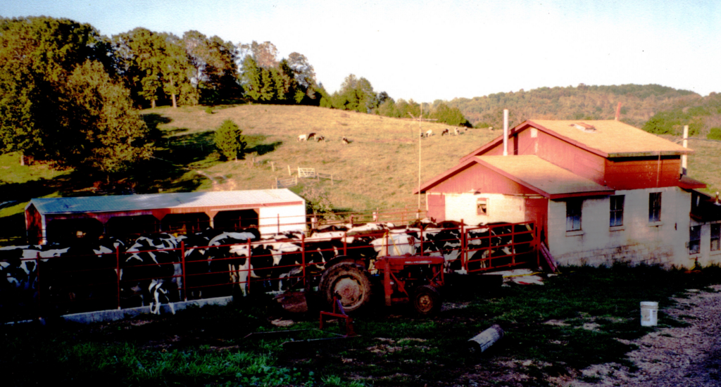 cow, Dr. Lamb, psychology, family farm